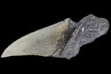 Partial Fossil Megalodon Tooth - Serrated Blade #89457-1